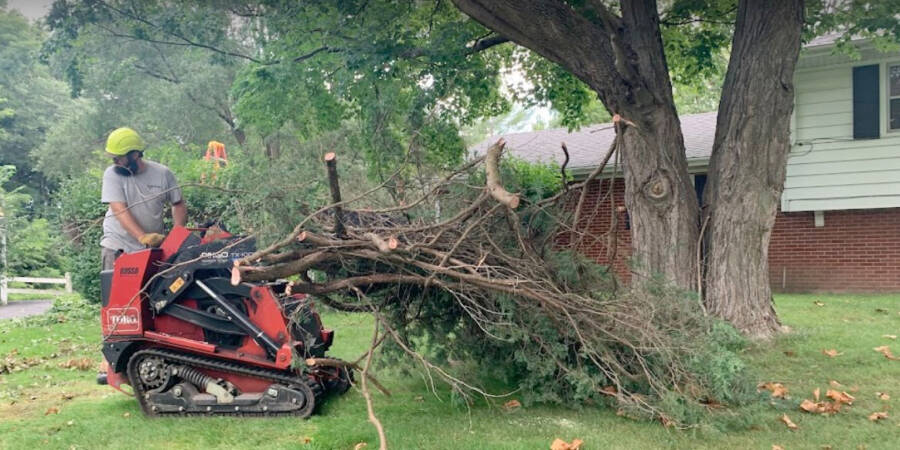 Tree-trimming-tree-removal